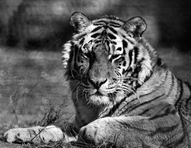 «Послеобеденный отдых»